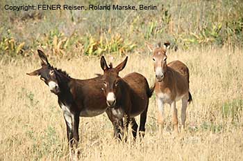 Wildesel auf der Karpaz-Halbinsel in Nordzypern