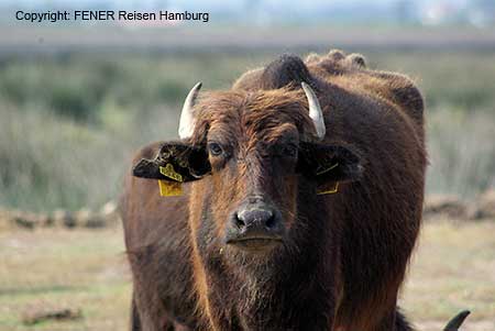 Wasserbüffel im Natur- und Vogelschutzgebiet des Kizilirmak Deltas bei Samsun in der Türkei an der Schwarzmeer Küste